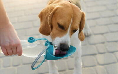 Can Dogs Drink Alkaline Water? Benefits and Risks Explained